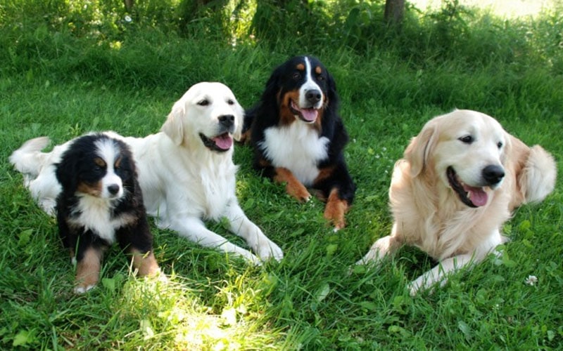 Golden Mountain Dog,Mountain Dog,Golden Mountain