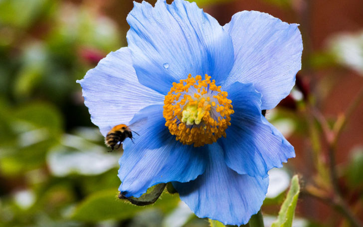 Blue Flowers