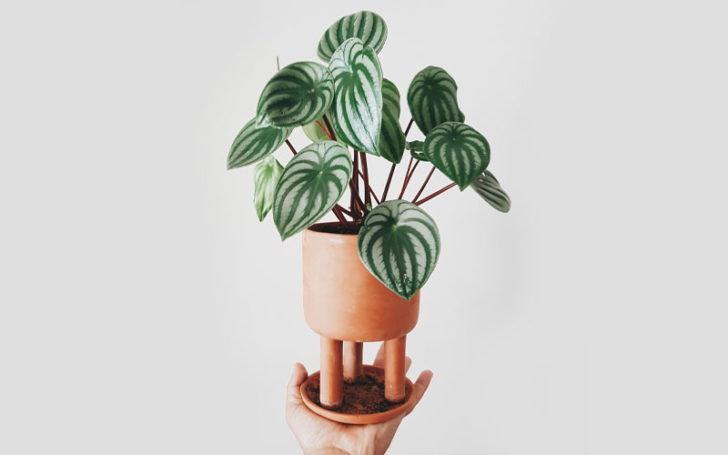 peperomia