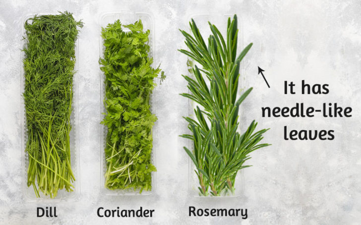 Rosemary Substitutes