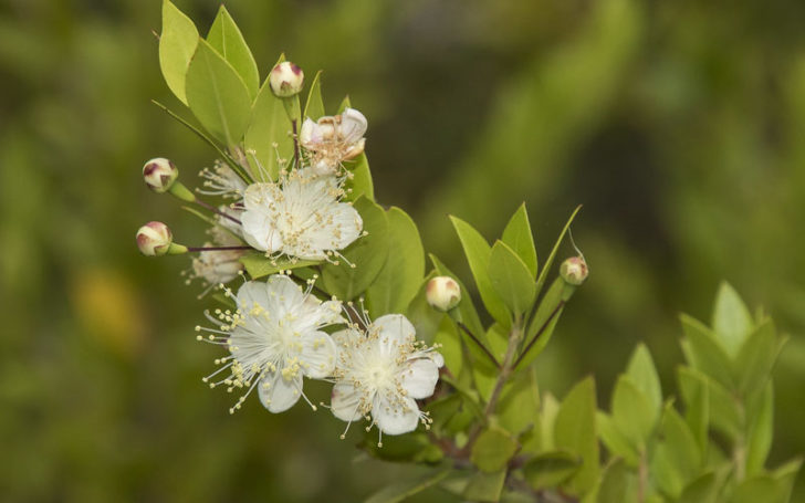 Myrtle Flower,Myrtle