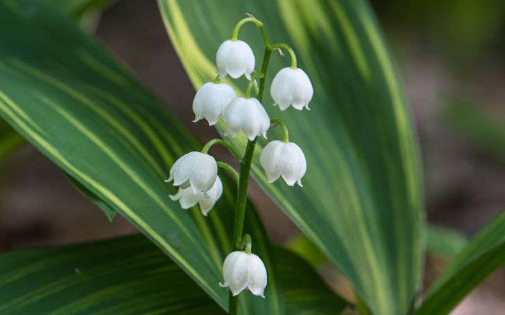 Types of Lilies