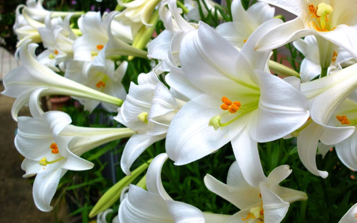 Types of Lilies