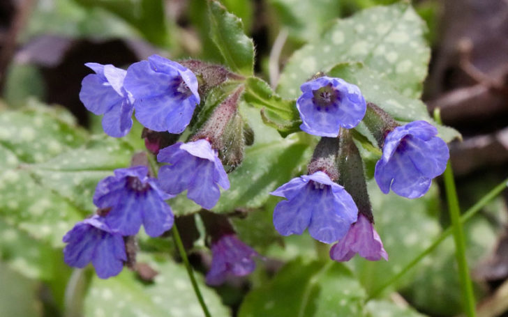 Blue Flowers