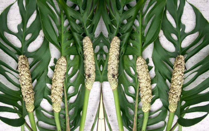 Monstera Obliqua