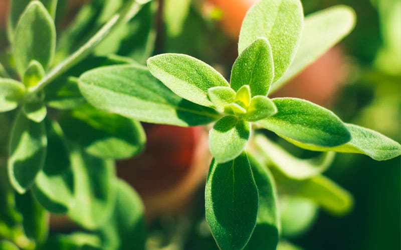 Tarragon Substitute,Fresh Tarragon,Dried Tarragon,Russian Tarragon,Fresh Tarragon Substitute