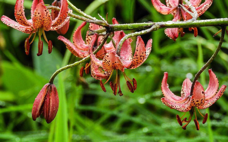 Types of Lilies