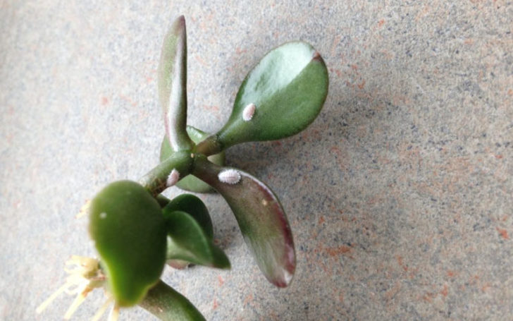 peperomia