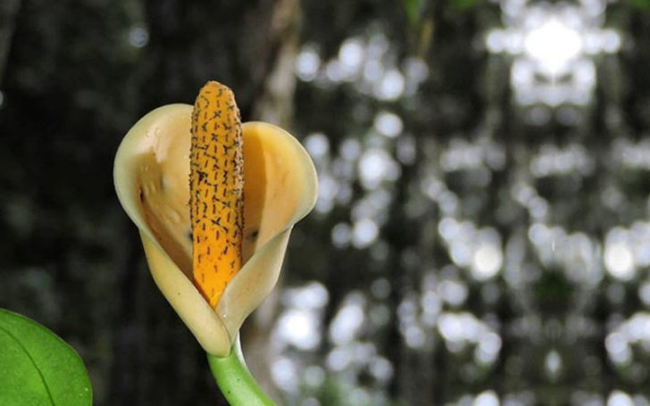 Monstera Obliqua