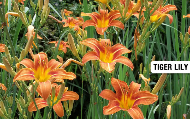 Types of Lilies