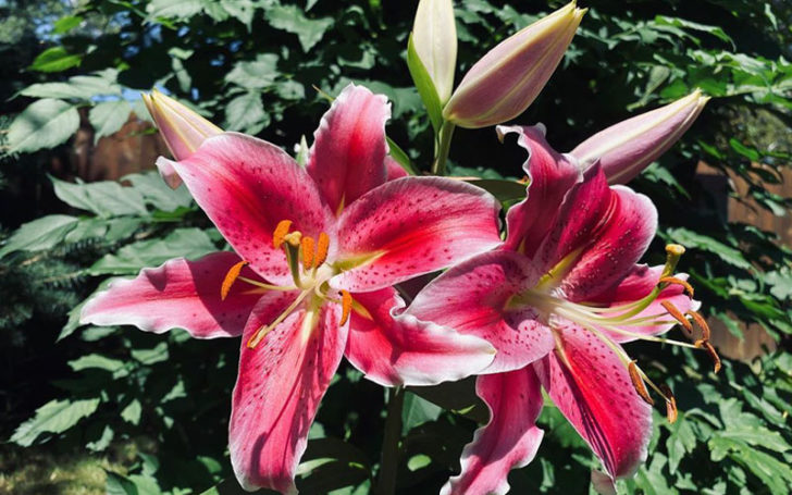 Types of Lilies