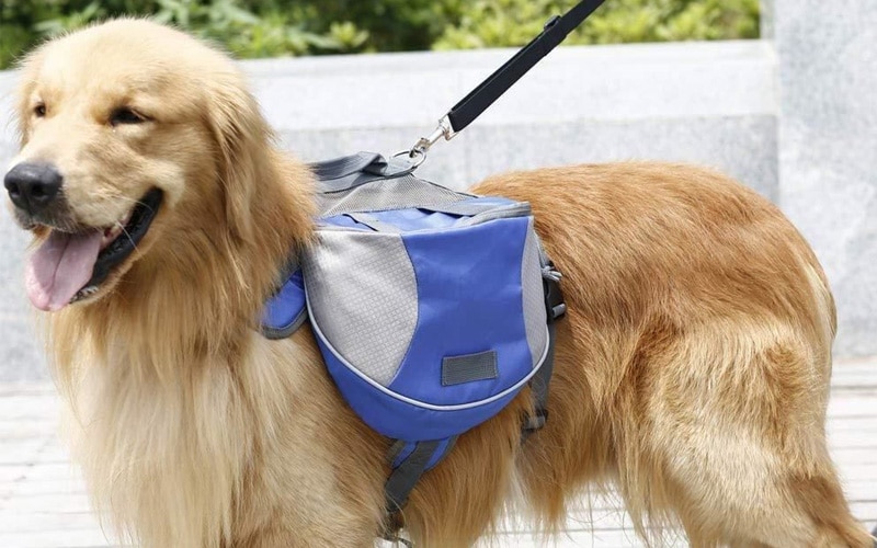 Cool Dog Gadgets,dog gadgets,cool dog