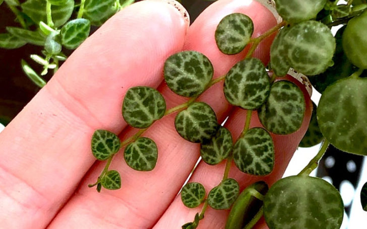 Peperomia Prostrata