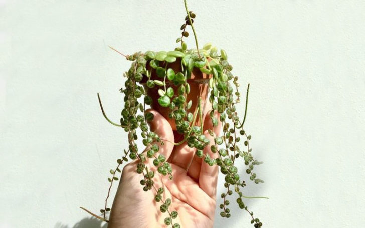 Peperomia Prostrata