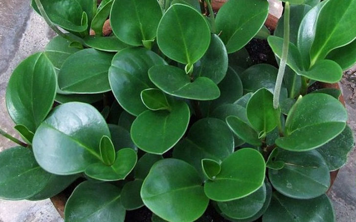 peperomia