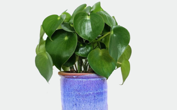 peperomia