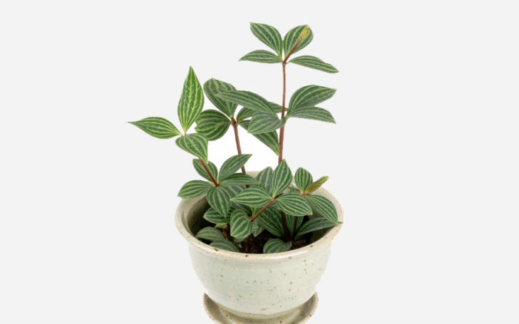 peperomia