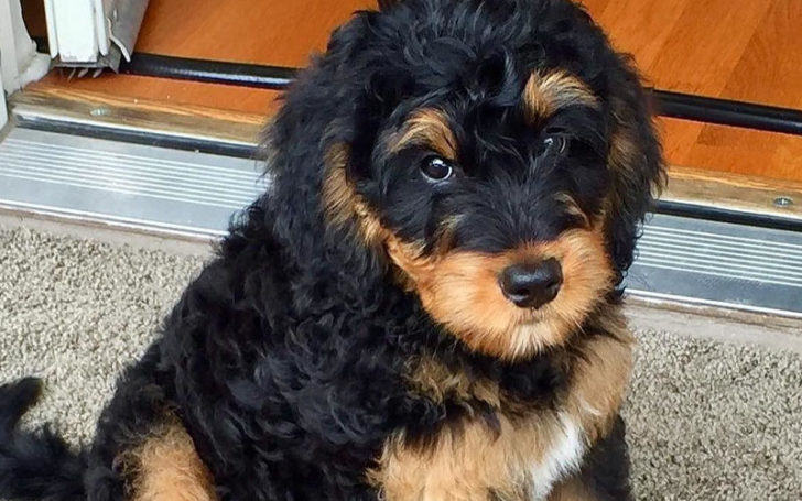 Bernedoodle