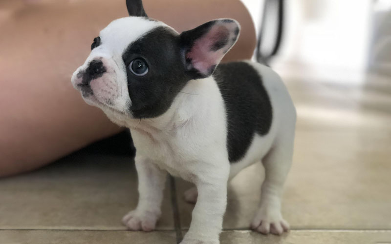 Brindle French Bulldog,French Bulldog