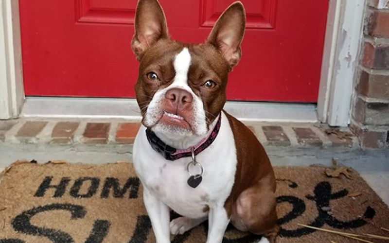 Red Boston Terrier,Red Boston,Boston Terrier