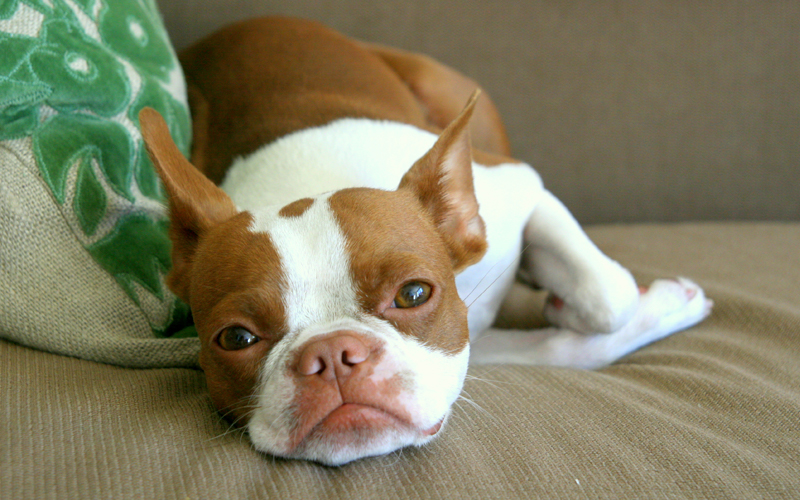 Red Boston Terrier,Red Boston,Boston Terrier