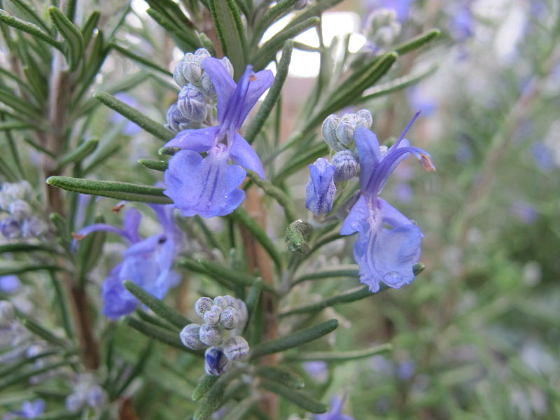 Rosemary Substitutes