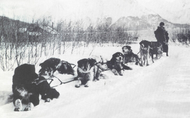 Sakhalin Husky