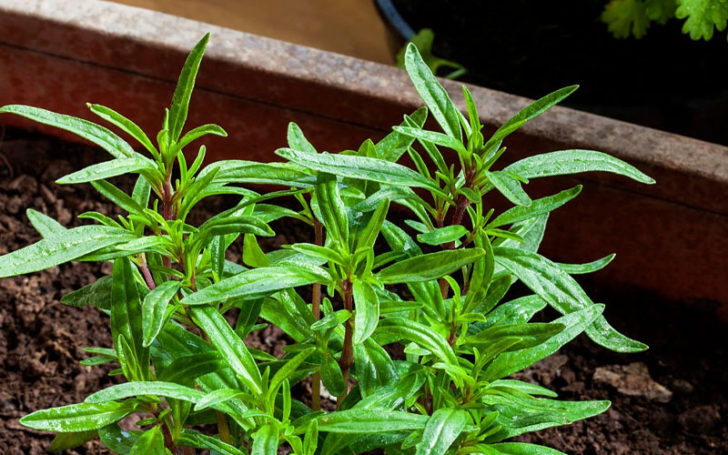 Rosemary Substitutes