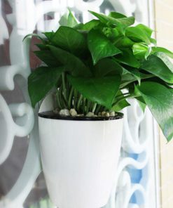 Self Watering Hanging Basket,Watering Hanging Basket,Self Watering,Hanging Basket