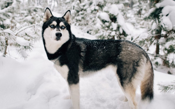 types of huskies