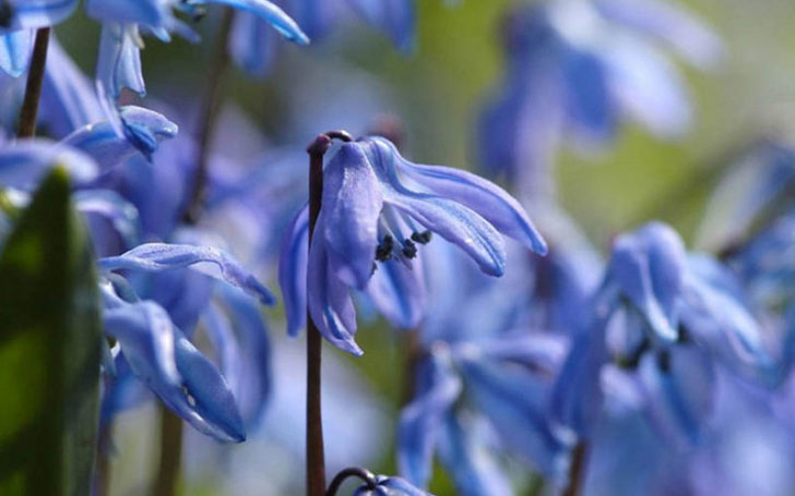 Blue Flowers