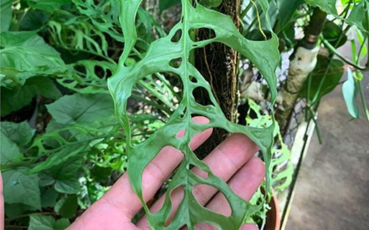 Monstera Obliqua