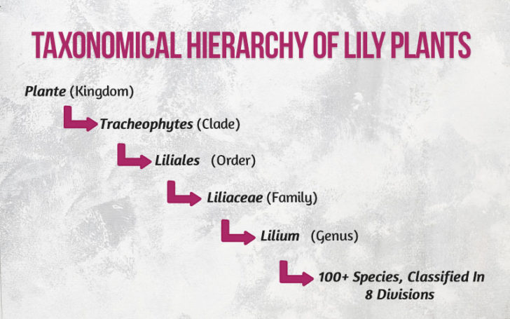 Types of Lilies