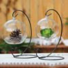 Teardrop Glass Terrarium,Teardrop Glass,Glass Terrarium