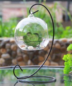 Teardrop Glass Terrarium,Teardrop Glass,Glass Terrarium