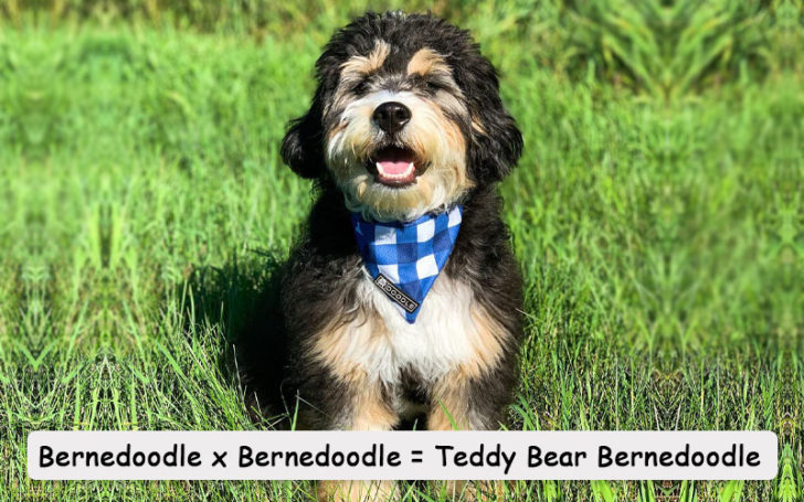 Bernedoodle