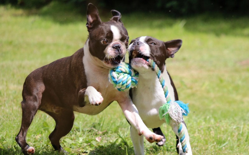 Red Boston Terrier,Red Boston,Boston Terrier