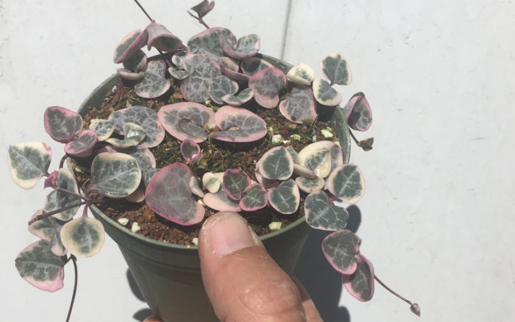 peperomia