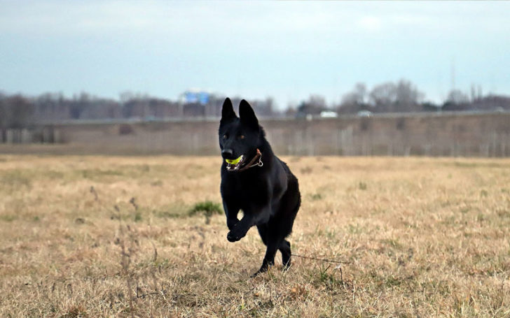 Black German,Black German Shepherd,German Shepherd