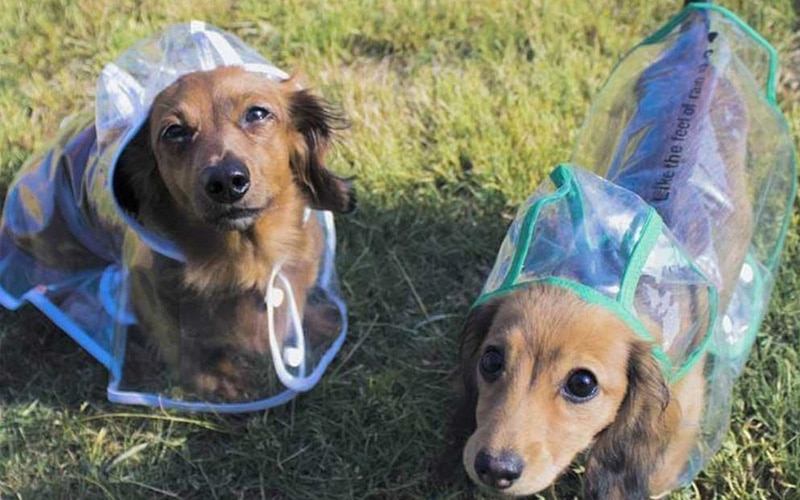 Cool Dog Gadgets,dog gadgets,cool dog