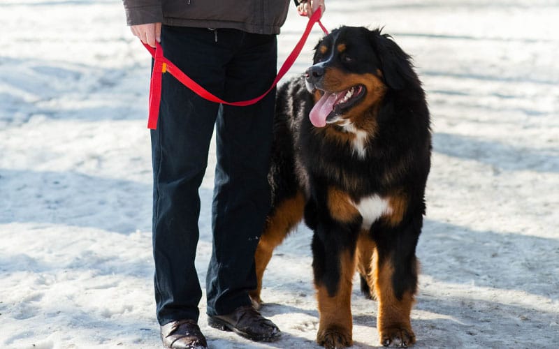 Golden Mountain Dog,Mountain Dog,Golden Mountain