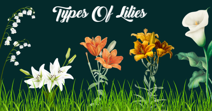 Types of Lilies