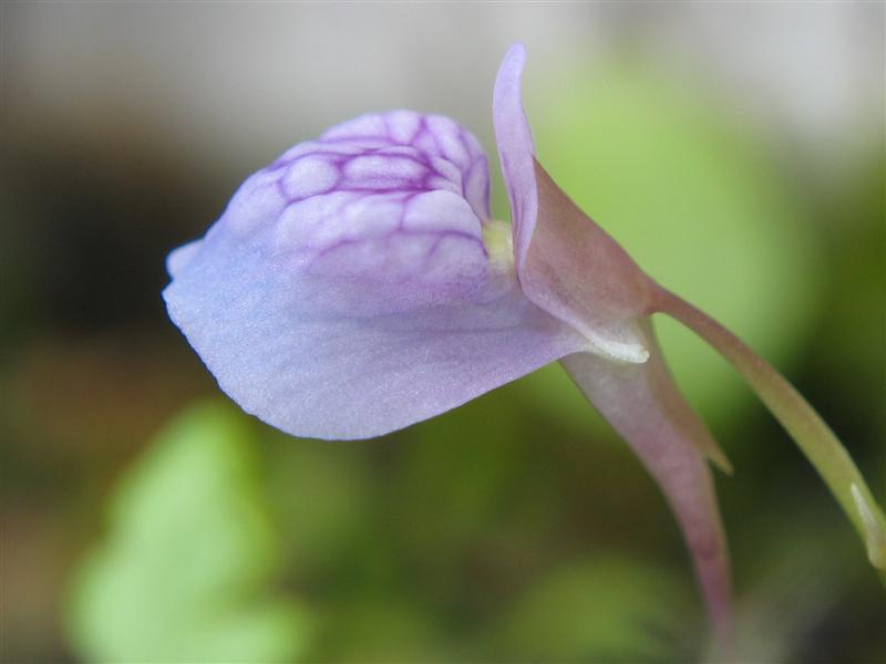 Utricularia graminifolia