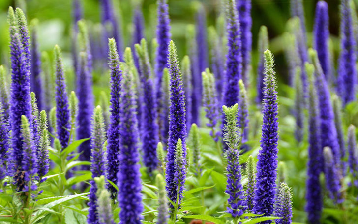 Blue Flowers