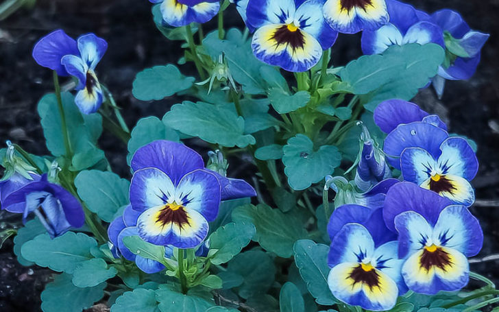 Blue Flowers