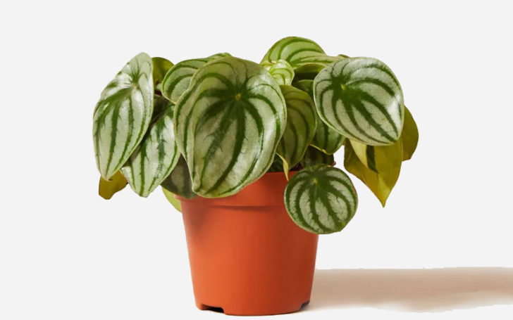 peperomia