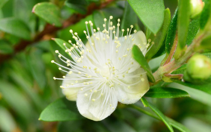 Myrtle Flower,Myrtle