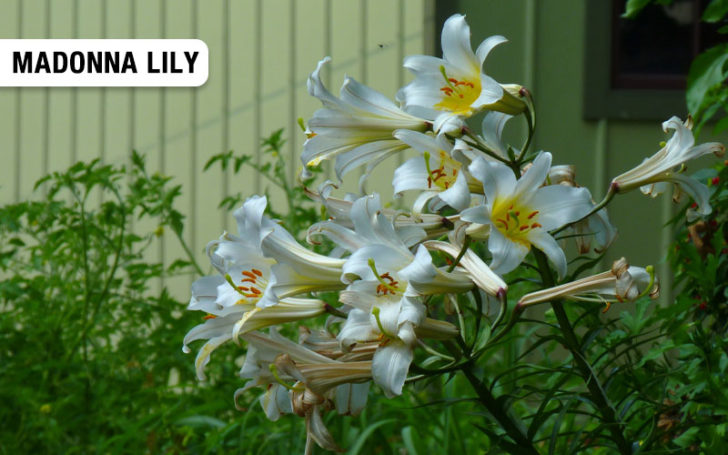 Types of Lilies