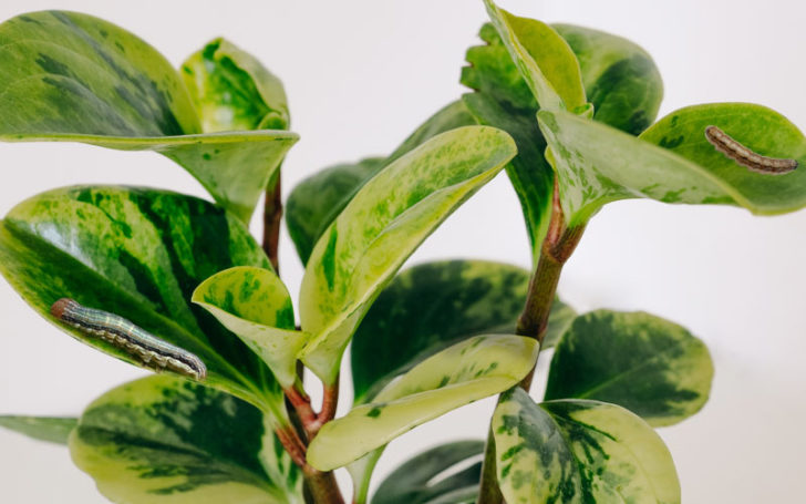 peperomia