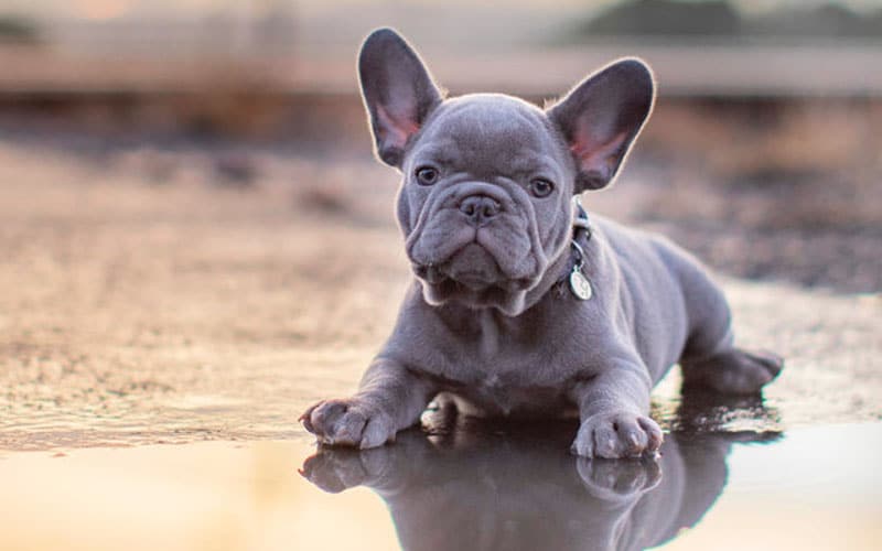 Brindle French Bulldog,French Bulldog